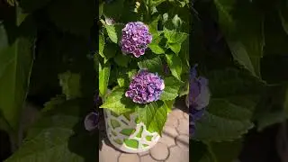 Не дивлячись на неймовірну спеку, екзотичні плоди ростуть, а гортензії радують своєю красою.
