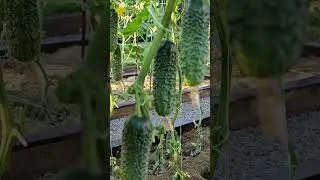 Harvest Garden