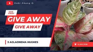 Give Away - 3 Plant Aglaonema Hughes, Bebas Ongkir dan Biaya Karantina