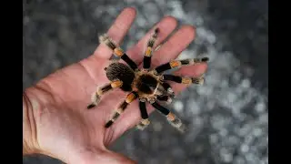 Et Brachypelma hamorii traverse la route... (voyage Atheris au Mexique)