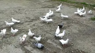 Baki goyercinleri