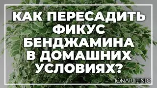 Как пересадить фикус Бенджамина в домашних условиях? | toNature.Info