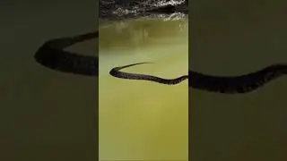 Water Moccasin is swimming #shorts AnimalTube - World  of animals