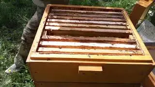 Что делать с незапечатанным  мёдом