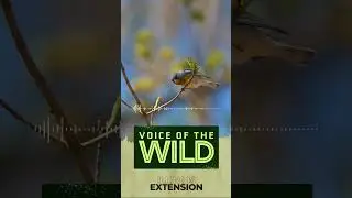 Voice of the Wild - The Sounds of Spring