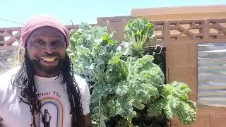 Giant winter veggies in the desert heat! #garden