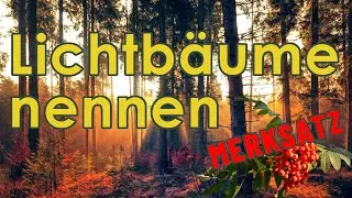 Lichtbäume nennen - Jägerprüfung Merksatz