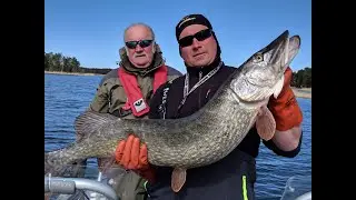 10,75kg HAUG / PIKE - C&R