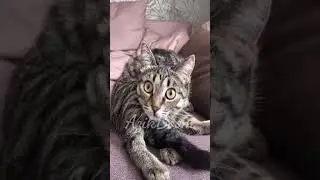Najim uylanopti😹