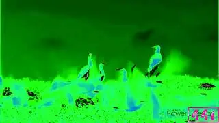 Preview 100 Effects (Inspired by NEIN Csupo Effects)