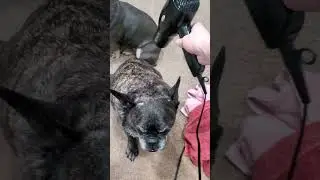 Bam Bam loves the blow dryer ☺️ Such a Handsome boy after his bath! 🛁 🐕  #frenchbulldog #dogmom
