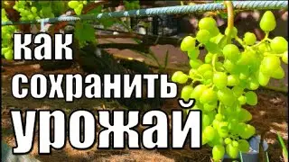 How to Protect Grape Harvests/How to Protect Grapes