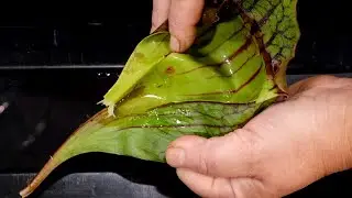 Carnivorous plant. What’s inside under microscope?!