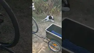 Bicycle trailer with a surprise