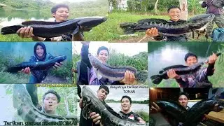 foto hasil mancing toman||Alhamdulillah misi berhasil akhirnya landed juga Toman dispot  Palaran