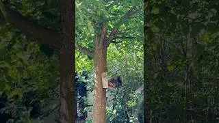 Lustiger Streit unter Eichhörnchen #eichhörnchen #socute #squirrels