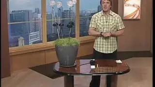FONARI SADOVIE_4_ven.mpg