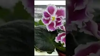Оранжерея на подоконнике🌼🌻🌷