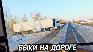 НАША СОЛИДАРНОСТЬ, ПАРАШЮТ НА FAW и БЫКИ НА ДОРОГЕ 🤬🐂