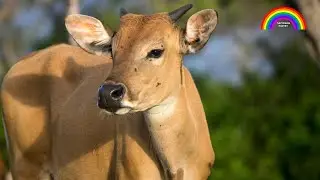 #cow - Gaiya Hai Meri Mata - गईया है मेरी माता -  #gaiyameriaatihai - #gaiyagaiya  By Dr Ashok Sinha