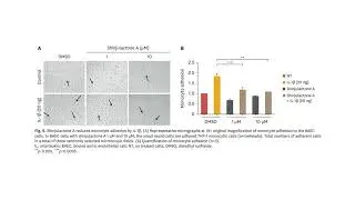 Shinjulactone A Blocks Vascular Inflammation and the Endothelial-Mesenchymal Transition