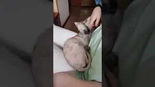Кошка-лежака.
