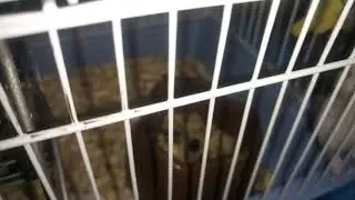 Хомяки в сервисе часть 2