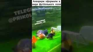 аквариум оформили в виде футбольного поля!