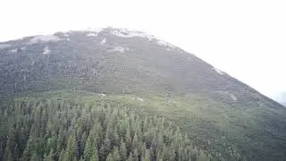 Хомяк 2021