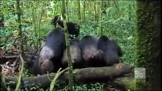 Gang of Chimps Torture and Kill a Lone Chimp