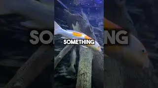 MASSIVE KOI FISH AQUARIUM!!!