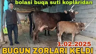 ONA BOLA BOGOZ SIGIRLAR SOTILADI ☎️ 902052128 февраля 2025 г. она бола богоз сигирлар сотилади