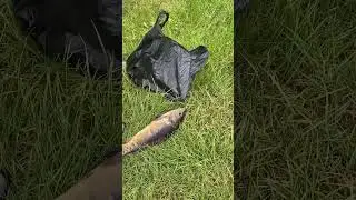 Всё цветёт и пахнет 👍🌺🌸￼