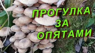 Прогулка за опятами