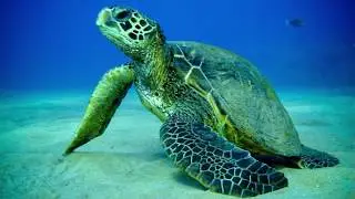 Sauvons les Tortues Marines