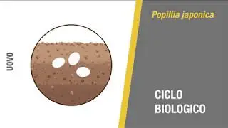 Popillia japonica tecnico
