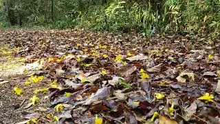 Belezas dos arredores de Itápolis,SP - Set 2021