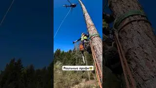 😱опасная валка с вертолетом 
