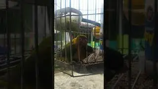 kepergok enak-enak siang bolong cewek nya malu