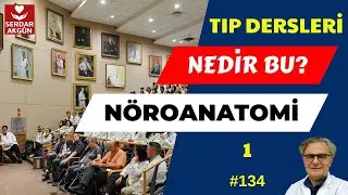 Sinir sistemi, Anatomi, Nöroanatomi I, Temel Bilgiler