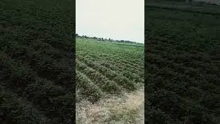 КЛУБНИКА в Клину! ОТЧЁТ!
