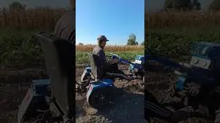 ВЕЕРНАЯ КОПАЛКА В РАБОТЕ / POTATO HARVESTING SEASON 2024 #minitractor #shorts