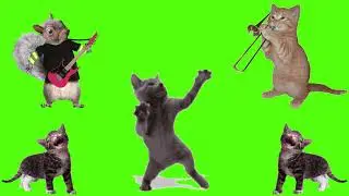 Black Cat Dance Group funny green screen video