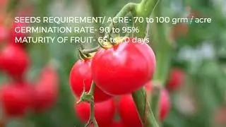 Buy Tomato F1- Apple 640 at Sakura seed.mp4
