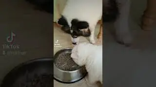 INGKING'S SIBERIAN HUSKY PUPPIES EATING THEIR FIRST EVER MEAL ❤️
