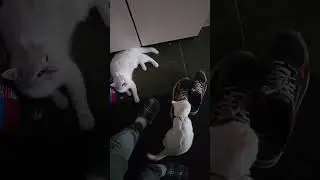 Две булочки,встретили...