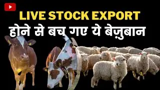 You saved their Life ❤️, Live Stock Bill Withdrawn | #life