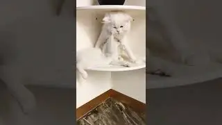Kedicikler #cat #prensesgiller #keşfet #komikvideolar #cats #funny