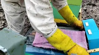 Не для слабонервных, лучше не смотреть СОКРАЩЕНИЕ ГНЕЗДА  