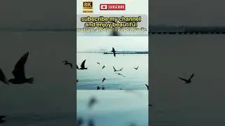 beautifull birds in the world #shorts